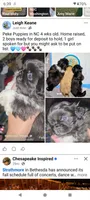 Lightning, a male Pekingese for sale in Graham, NC – 3 of 3