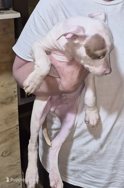 None – American Bully puppy for sale in Houston, MS