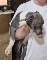 None, a male American Bully for sale in Houston, MS – 1 of 1