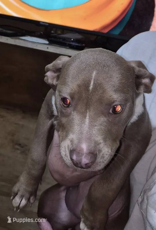 Nonw – American Bully puppy for sale in Houston, MS