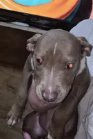 Nonw, a female American Bully for sale in Houston, MS – 1 of 1
