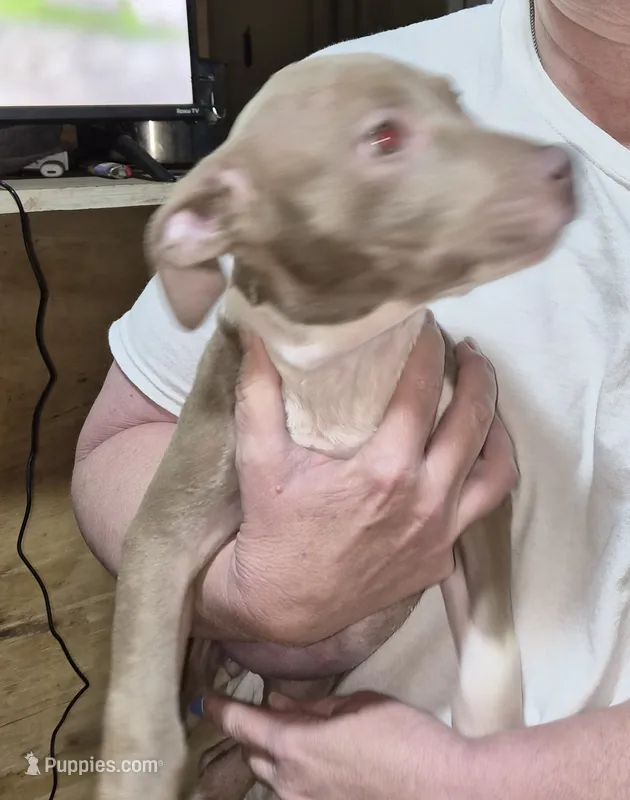 None – American Bully puppy for sale in Houston, MS