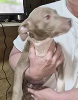 None, a female American Bully for sale in Houston, MS – 1 of 1