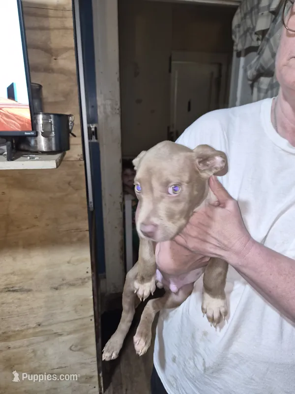 None – American Bully puppy for sale in Houston, MS