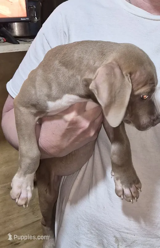 None – American Bully puppy for sale in Houston, MS