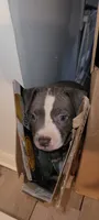 You Name Her, a female American Bully and American Pit Bull Terrier for sale in Philadelphia, PA – 3 of 5