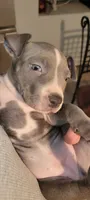 You name her, a female American Bully and American Pit Bull Terrier for sale in Philadelphia, PA – 4 of 5