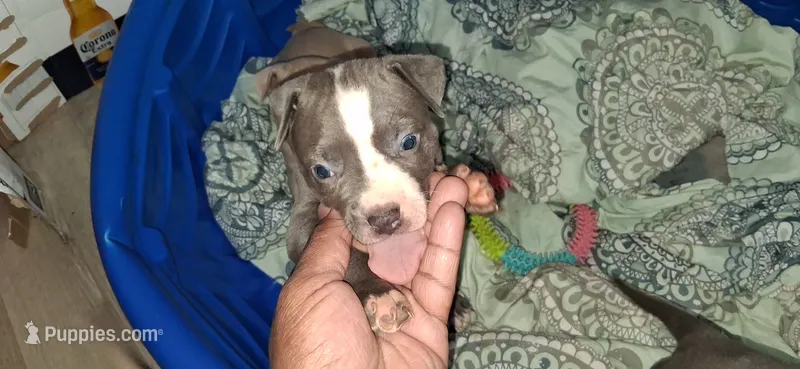 You name her – American Bully, American Pit Bull Terrier puppy for sale in Philadelphia, PA