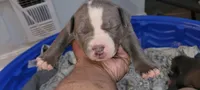 You name her, a female American Bully and American Pit Bull Terrier for sale in Philadelphia, PA – 3 of 5