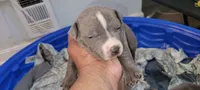 You name her, a female American Bully and American Pit Bull Terrier for sale in Philadelphia, PA – 3 of 5