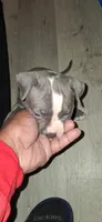 You name her, a female American Bully and American Pit Bull Terrier for sale in Philadelphia, PA – 2 of 5