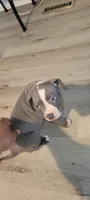 You Name Her, a female American Bully and American Pit Bull Terrier for sale in Philadelphia, PA – 4 of 5