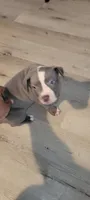 You name her, a female American Bully and American Pit Bull Terrier for sale in Philadelphia, PA – 5 of 5