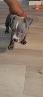 You name her, a female American Bully and American Pit Bull Terrier for sale in Philadelphia, PA – 5 of 5