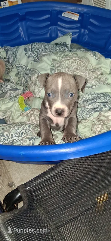 You name her – American Bully, American Pit Bull Terrier puppy for sale in Philadelphia, PA