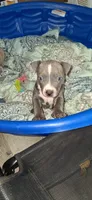 You name her, a female American Bully and American Pit Bull Terrier for sale in Philadelphia, PA – 1 of 5