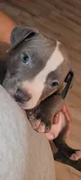You name her, a female American Bully and American Pit Bull Terrier for sale in Philadelphia, PA – 4 of 5