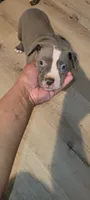 You Name Her, a female American Bully and American Pit Bull Terrier for sale in Philadelphia, PA – 2 of 5