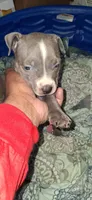 You name her, a female American Bully and American Pit Bull Terrier for sale in Philadelphia, PA – 2 of 5