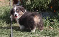 Bluie Fluffy Gril, a female Pembroke Welsh Corgi for sale in Galena, KS – 2 of 6