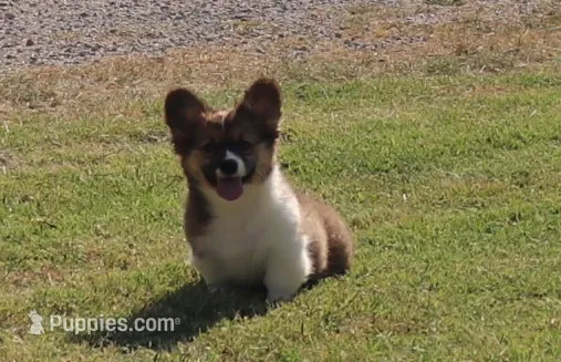 Maple Fluffy Female AKC – Pembroke Welsh Corgi puppy for sale in Galena, KS