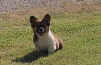 Maple Fluffy Female AKC, a female Pembroke Welsh Corgi for sale in Galena, KS – 1 of 10