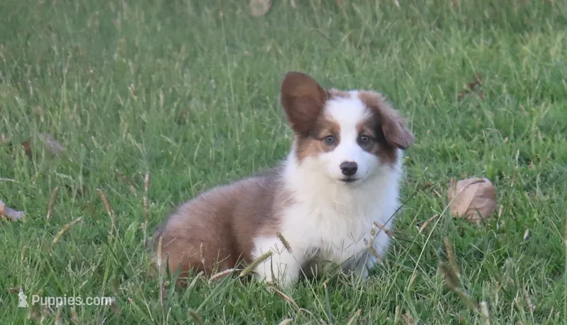 Strawberry Bluie Fluffy – Pembroke Welsh Corgi puppy for sale in Galena, KS