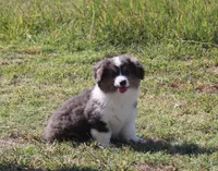 Bluie Fluffy Gril, a female Pembroke Welsh Corgi for sale in Galena, KS – 6 of 6