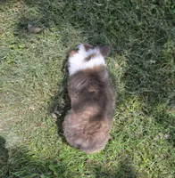 Strawberry Bluie Fluffy, a female Pembroke Welsh Corgi for sale in Galena, KS – 5 of 6