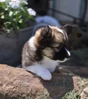 Maple Fluffy, a female Pembroke Welsh Corgi for sale in Galena, KS – 5 of 6