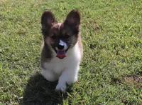 Maple Fluffy Female AKC, a female Pembroke Welsh Corgi for sale in Galena, KS – 3 of 10