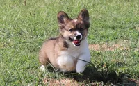 Maple Fluffy Female AKC, a female Pembroke Welsh Corgi for sale in Galena, KS – 2 of 10