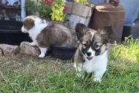 Maple Fluffy, a female Pembroke Welsh Corgi for sale in Galena, KS – 6 of 6