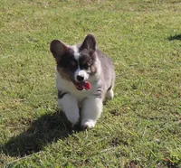 Bluie Fluffy Gril, a female Pembroke Welsh Corgi for sale in Galena, KS – 3 of 6