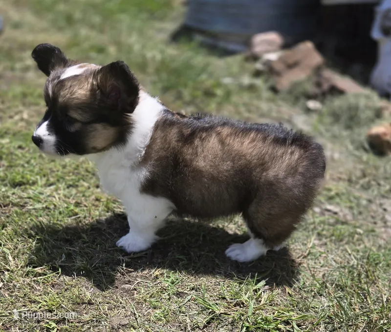 Maple Fluffy – Pembroke Welsh Corgi puppy for sale in Galena, KS