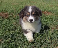 Bluie Fluffy Gril, a female Pembroke Welsh Corgi for sale in Galena, KS – 5 of 6