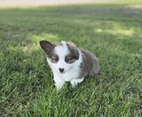 Strawberry Bluie Fluffy, a female Pembroke Welsh Corgi for sale in Galena, KS – 4 of 6