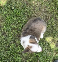 Strawberry Bluie Fluffy, a female Pembroke Welsh Corgi for sale in Galena, KS – 6 of 6