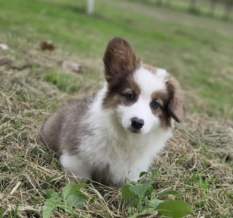 Strawberry Bluie Fluffy – Pembroke Welsh Corgi puppy for sale in Galena, KS