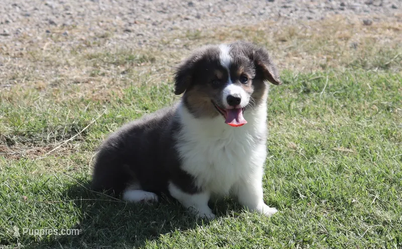 Bluie Fluffy Gril – Pembroke Welsh Corgi puppy for sale in Galena, KS