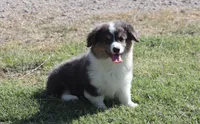 Bluie Fluffy Gril, a female Pembroke Welsh Corgi for sale in Galena, KS – 1 of 6