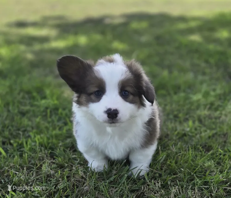 Strawberry Bluie Fluffy – Pembroke Welsh Corgi puppy for sale in Galena, KS