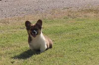 Maple Fluffy Female AKC, a female Pembroke Welsh Corgi for sale in Galena, KS – 10 of 10