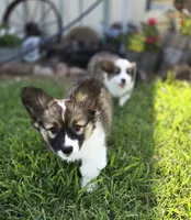 Maple Fluffy, a female Pembroke Welsh Corgi for sale in Galena, KS – 4 of 6