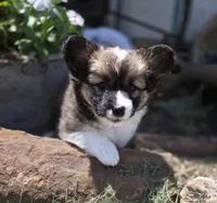 Maple Fluffy, a female Pembroke Welsh Corgi for sale in Galena, KS – 2 of 6