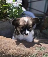 Maple Fluffy, a female Pembroke Welsh Corgi for sale in Galena, KS – 3 of 6