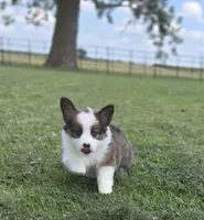 Strawberry Bluie Fluffy, a female Pembroke Welsh Corgi for sale in Galena, KS – 2 of 6