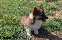 Maple Fluffy Female AKC, a female Pembroke Welsh Corgi for sale in Galena, KS – 4 of 10