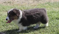 Bluie Fluffy Gril, a female Pembroke Welsh Corgi for sale in Galena, KS – 4 of 6