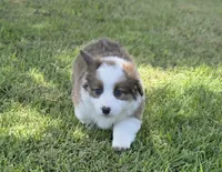 Strawberry Bluie Fluffy, a female Pembroke Welsh Corgi for sale in Galena, KS – 3 of 6